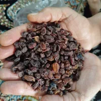 کشمش بش بی هسته|خوردنی و آشامیدنی|شیراز, کوزه گری|دیوار