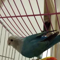 طوطی کوتوله|پرنده|اصفهان, پوریای ولی|دیوار