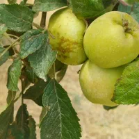 فروش-باغ-میوه-7-ساله-با-انواع-درختان-پیوندی
