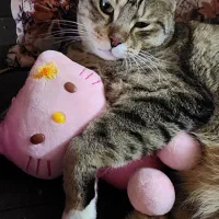گربه