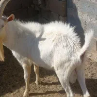 نربز سانن|حیوانات مزرعه|ارسنجان, |دیوار
