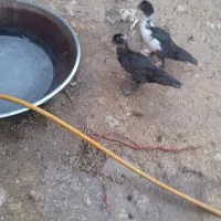 اردک اسرایلی|حیوانات مزرعه|دینور, |دیوار