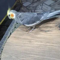 چهار عدد عروس هلندی سخنگو و بانمک|پرنده|مشهد, شهید احمدی روشن|دیوار