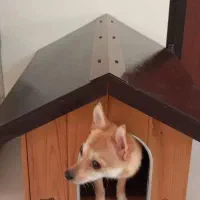 کلبه ی پت تمام چوب سایز کوچک|لوازم جانبی حیوانات|تهران, گلستان (شهرک راه آهن)|دیوار