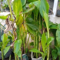 نخل مرداب و گل اختر زرد (گل یسر) کوچصفهان|گل و گیاه طبیعی|رشت, جانبازان|دیوار