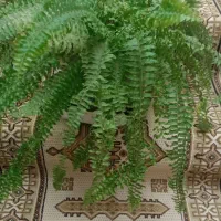 گل وگیاه|گل و گیاه طبیعی|شیروان (خراسان), |دیوار