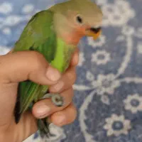 طوطی برزیلی