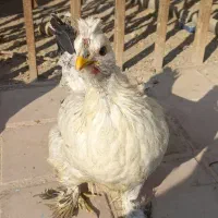 مرغ تخم گذار و درحال تخم گذاری