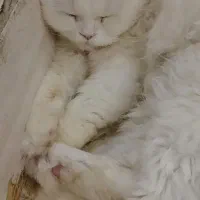 گربه نر پرشین