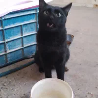 گربه نر خونگی|گربه|کارون, |دیوار