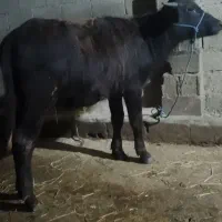 ۱۹۰۰۰۰۰۰
