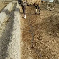 قوچ افشار|حیوانات مزرعه|معمولان, |دیوار