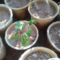 تعدادی گل بفروش میر سد|گل و گیاه طبیعی|صدرا-فارس, فاز ۱|دیوار