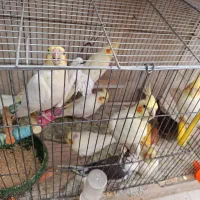 جوجه عروس لوتینو و گرینچیک سرلاکی|پرنده|علیآباد کتول, |دیوار