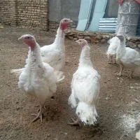 بوقلمون گوشتی