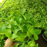 تولیدی گلهای اپارتمانی|گل و گیاه طبیعی|قرچک, صالح آباد|دیوار