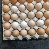 تخم‌مرغ رسمی