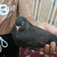 سیاه هندی|پرنده|بندر ماهشهر, |دیوار