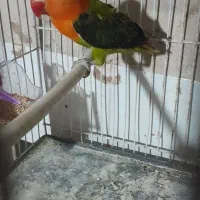 کوتوله پرمویی