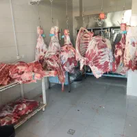 توزیع و پخش گوشت گرم گوساله نر|عمدهفروشی|شیراز, احمدآباد|دیوار