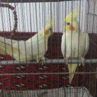 عروس هلندی لوتینو