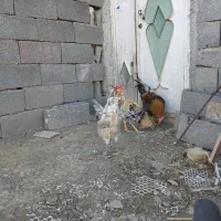 خروس|حیوانات مزرعه|سنندج, |دیوار