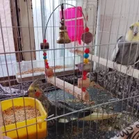 عروس هلندی