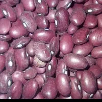 خریدلوبیا چیتی وقرمزنخودسفیدوقرمز