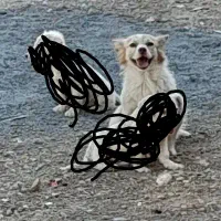 ماده پاپی نگهبان|سگ|مبارکه, |دیوار