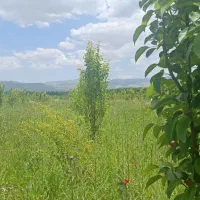 فروش باغچه سیب و گلابی|فروش زمین و ملک کلنگی|سیلوانه, |دیوار