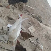 خروس|حیوانات مزرعه|درمیان, |دیوار