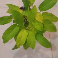 پینک لیدی،بیلیتای،گلوریسوم،فیلودندرون،پتوس سیلور|گل و گیاه طبیعی|مشهد, حسابی جنوبی (شهرک غرب)|دیوار