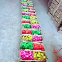 جوجه مرغ و خروس یک روزه رنگی