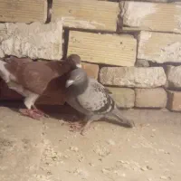 کفتر دوبر اویناخ اوچان|پرنده|پارسآباد, |دیوار