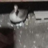 تخم غاز نطفه دار|حیوانات مزرعه|خان ببین, |دیوار