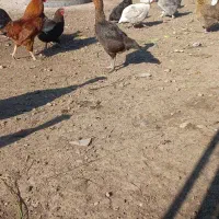 مرغ لاری