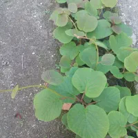 نهال کیوی یک ساله فروشی قیمت ۳۰۰