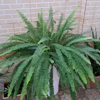 افرا گل|گل و گیاه طبیعی|بندر ترکمن, |دیوار