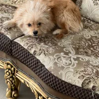 سگ نژاد شیتزو