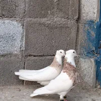 کفتر طوقی