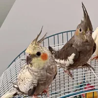 یک جفت عروس هلندی نر و ماده برای فروش