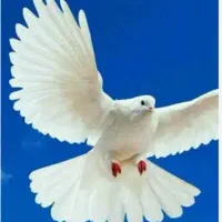 فروش انواع کبوتر زینتی ، پرشی