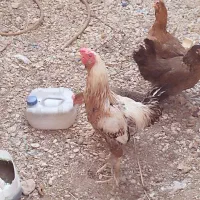 دو مرغ محلی  ویک خورس لاری|حیوانات مزرعه|برازجان, |دیوار