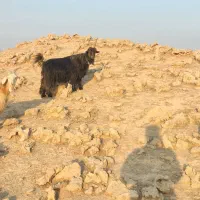 فروش دو عدد بز جوان دو قلو زا