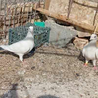 کبوتر|پرنده|زابل, |دیوار