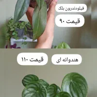 گیاه های کمیاب و گلدان‌های هنری دست‌ساز|گل و گیاه طبیعی|کرج, برغان|دیوار