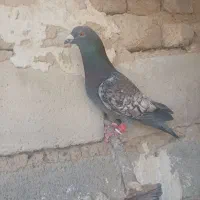 کبوتر