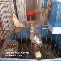 جفت عروس هلندی مولد