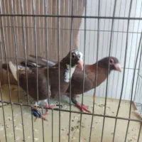 میناسرخ وپلنگ سرخ