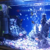 وسایل|ماهی|قدس, شهر‌قدس|دیوار